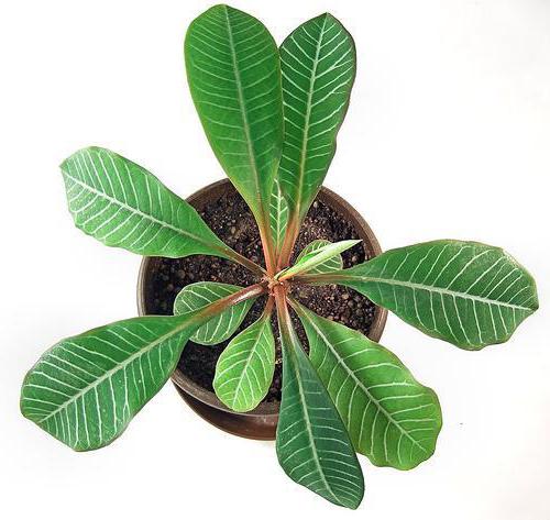 Euphorbia white-veined care at home