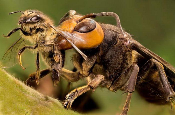 Какие насекомые едят обои
