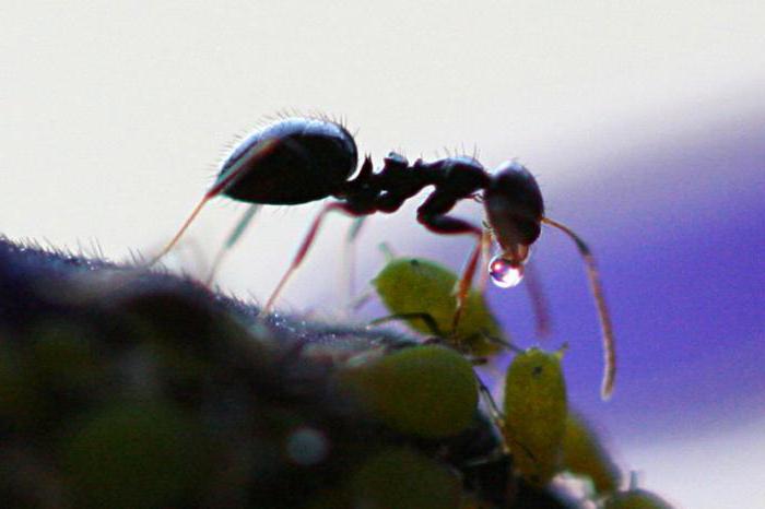 Какая польза от муравьев лесу и людям thumbnail