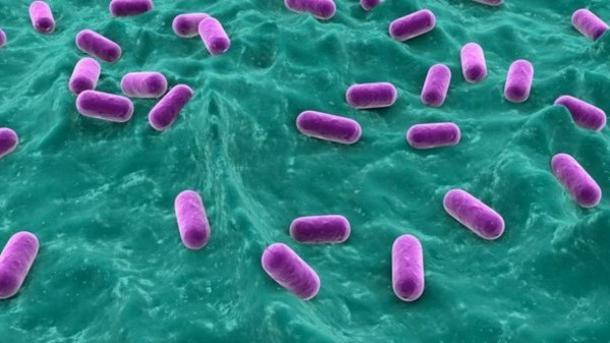 Какие бактерии полезные а какие вредные их названия thumbnail