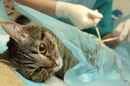 стерилизация кошек уход после операции