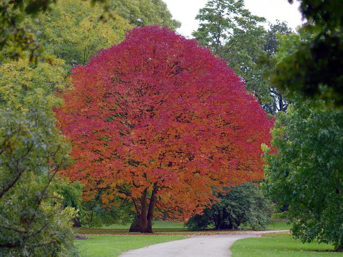 American ash