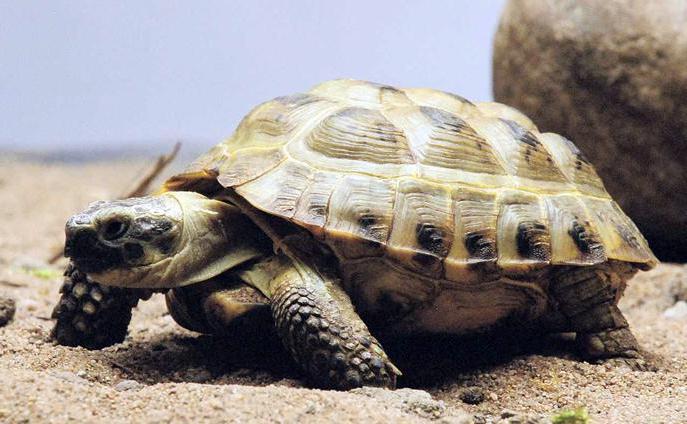 sizes of Central Asian turtles