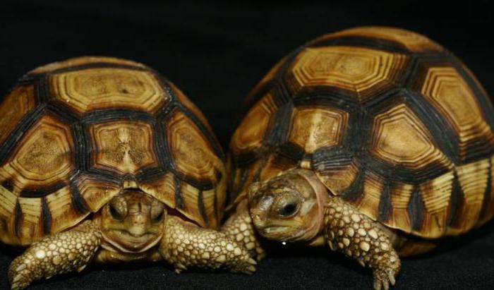 Central Asian tortoise maintenance and care