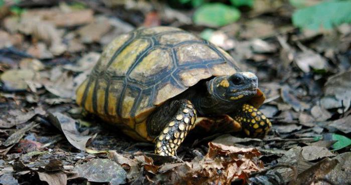 Central Asian tortoise at home