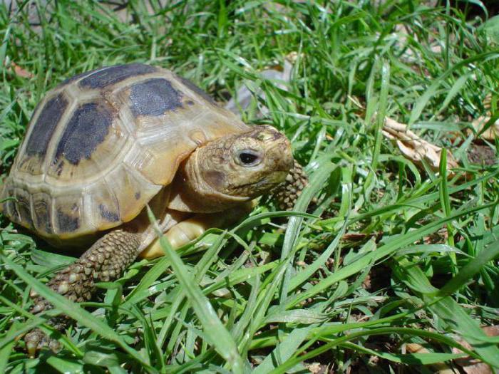 Central Asian tortoise