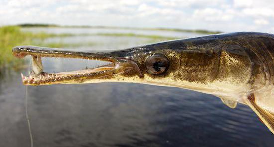 armored fish photo