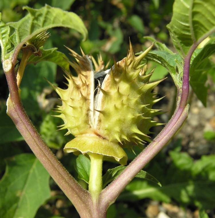 Datura herb in a pharmacy