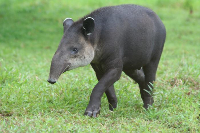 тапир животное