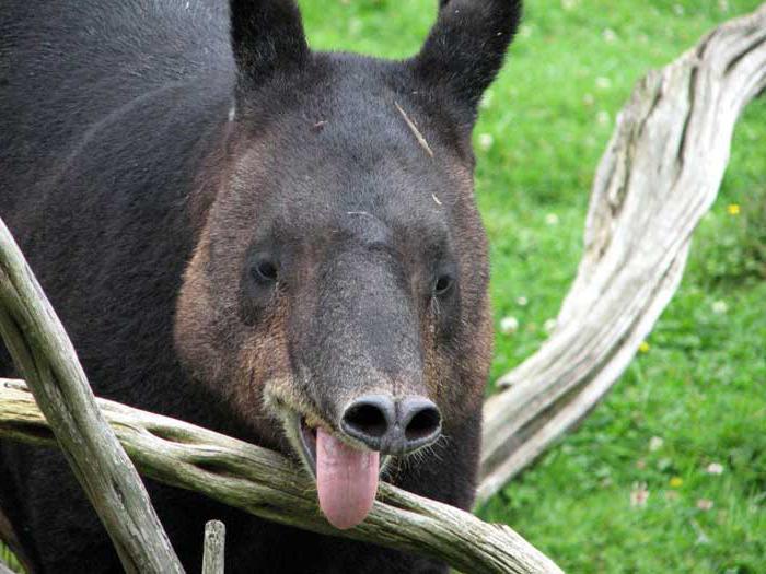 tapir animal