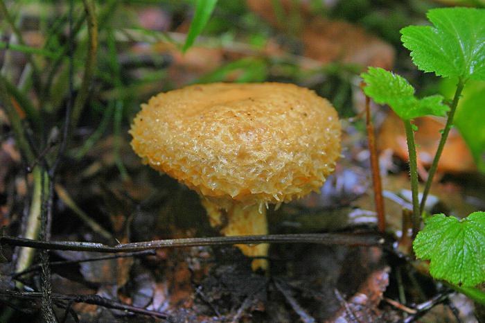 грибы грузди виды