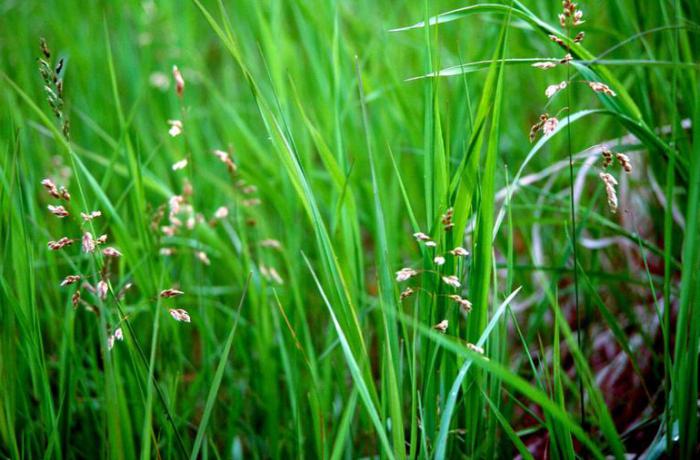 Распознать траву по фото онлайн бесплатно