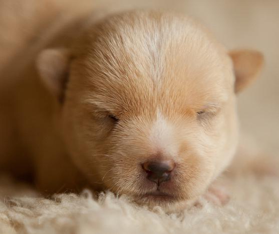 puppies norwich terrier