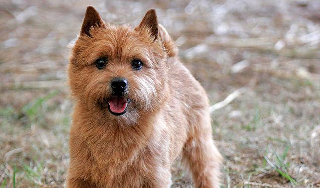 Norwich Terrier Kennels