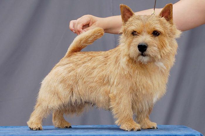 norwich terrier Price