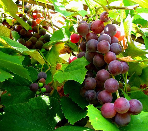 виноград изабелла польза и вред