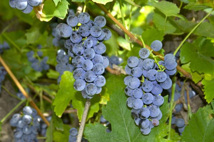 виноград изабелла полезные свойства сорта
