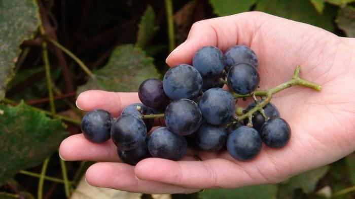 польза и полезные свойства винограда изабеллы