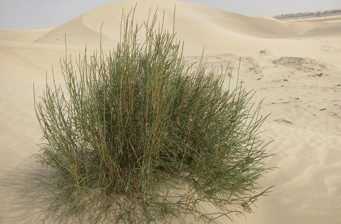 saxaul desert plant