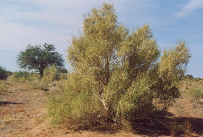 black saxaul desert plant