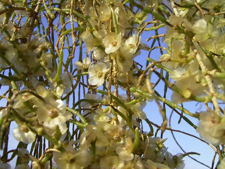 saxaul flowering desert tree