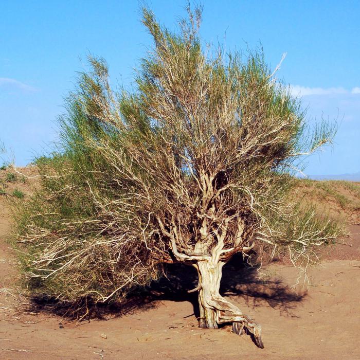 black saxaul desert plant