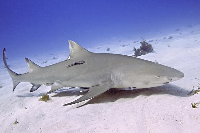 серпоплавниковая лимонная акула