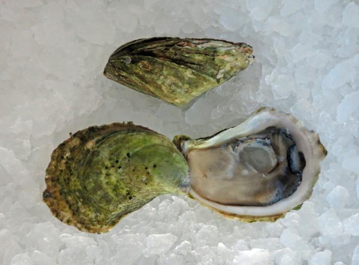 kinds of oysters fin de claire