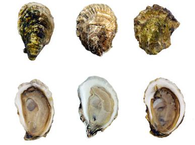 kinds of oysters