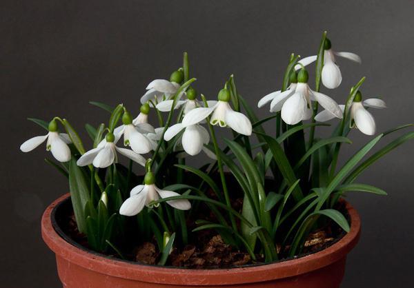 forest flower snowdrop broadleaf narrow-leaved and Caucasian