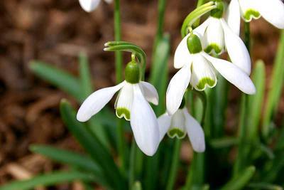 snowdrop narrow-leaved cultivation description