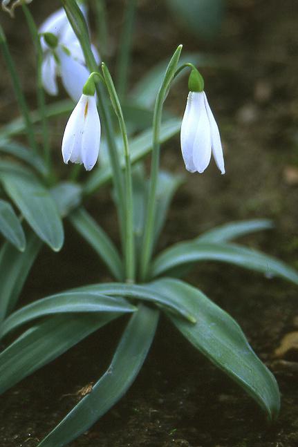 narrow-leaved snowdrop