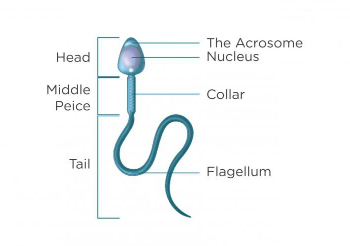 спермограмма со строгой морфологией по крюгеру