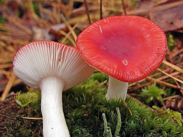 how to cook russula