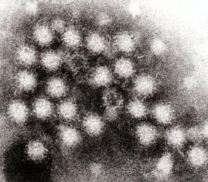 Ротавирус без температуры у ребенка thumbnail
