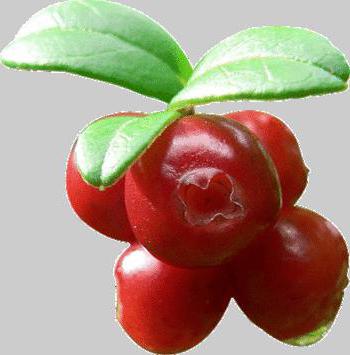 брусника ягода полезные свойства и противопоказания