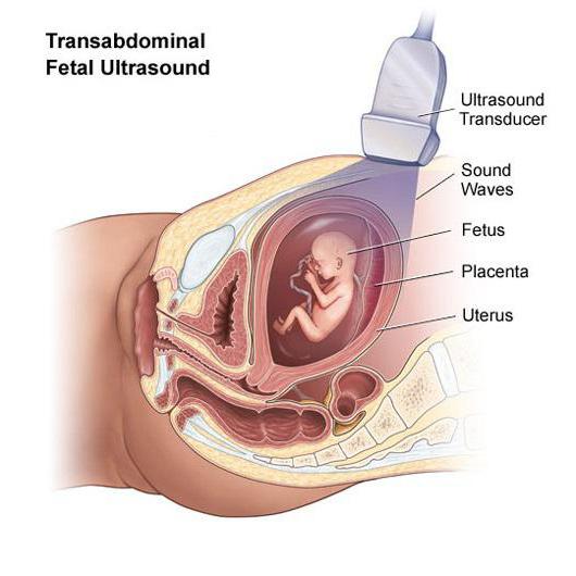 necessary tests during pregnancy