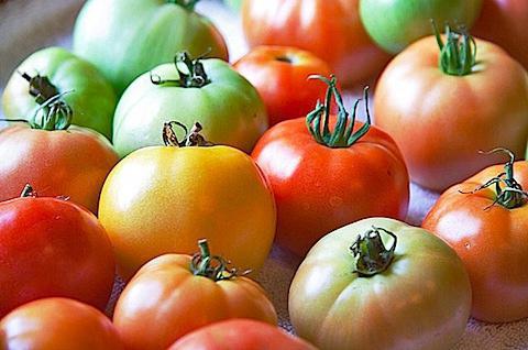 breast-feeding tomatoes