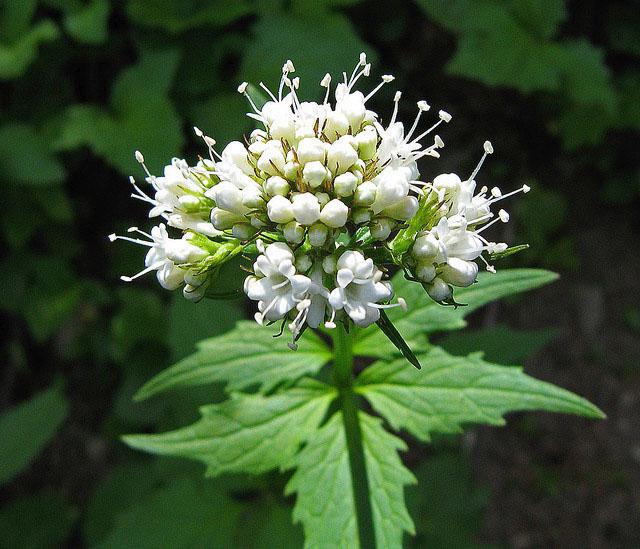 which is better motherwort or valerian