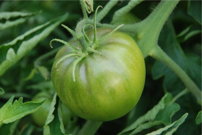 composition and calorie content of tomatoes