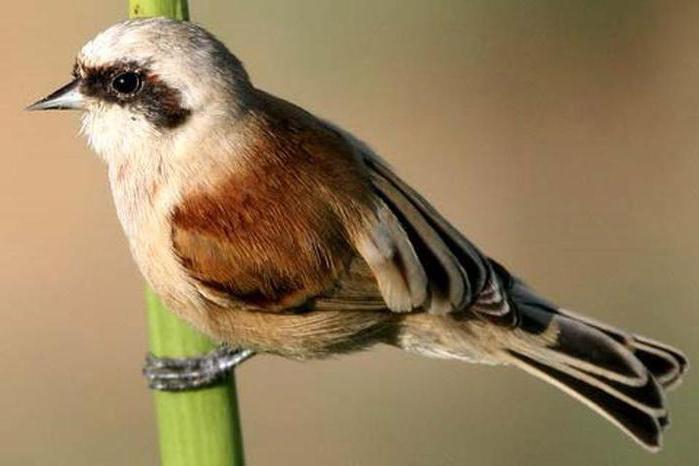Как распознать птицу по фотографии