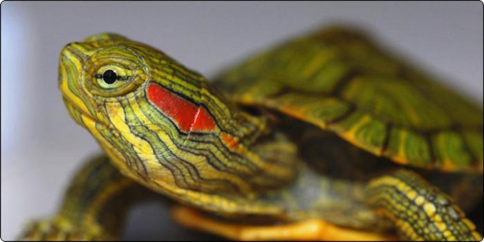 Зеленый стул у красноухой черепахи