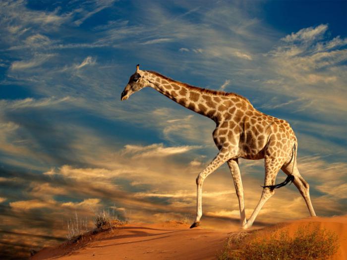 какая высота жирафа
