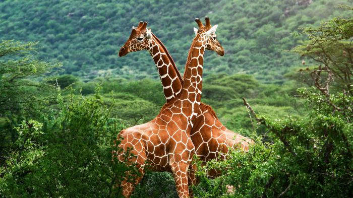 рост жирафа