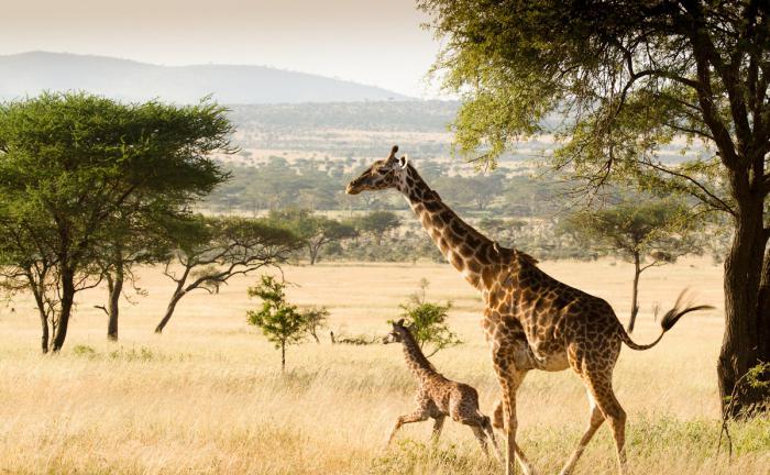 высота шеи и головы жирафа