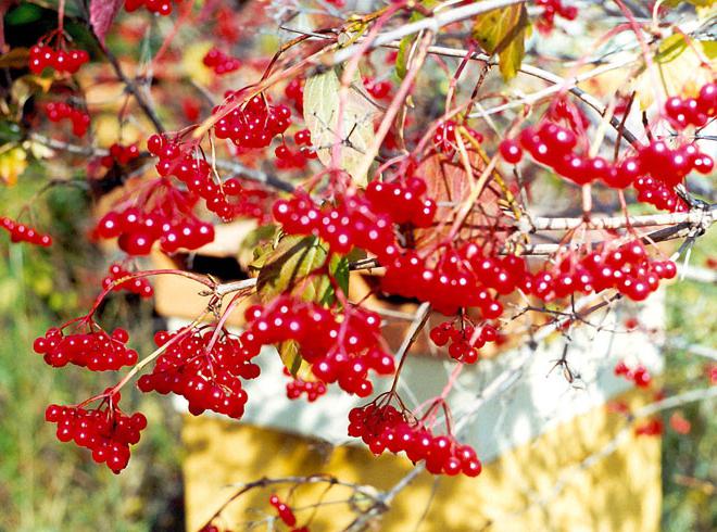 Picking wild berries