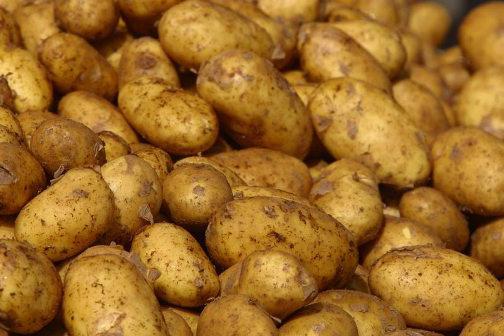 болезни картофеля и борьба с ними