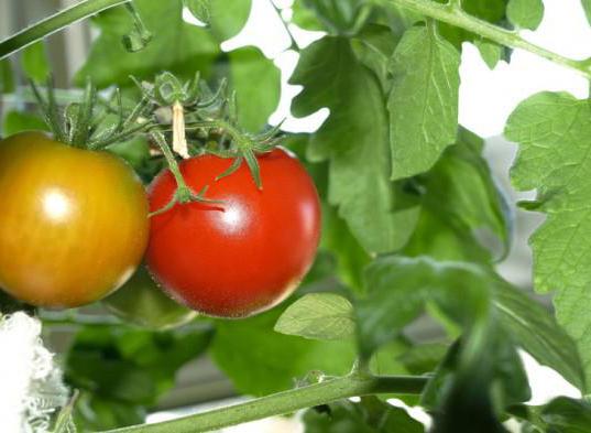 red tomato salad for the winter