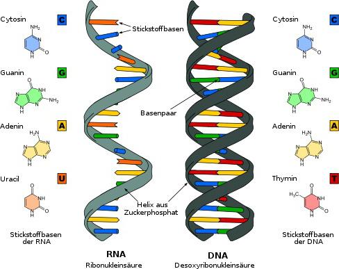 rna processing