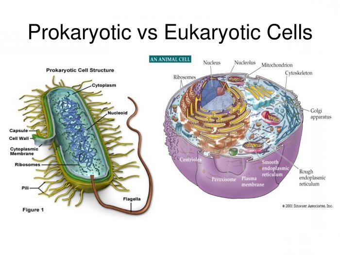 difference of eukaryotes from prokaryotes